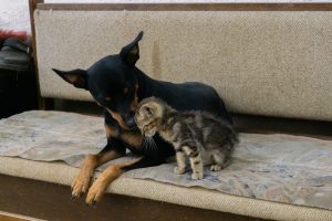 A heartwarming scene of a kitten and dog sharing a moment on a sofa in Ohrid.