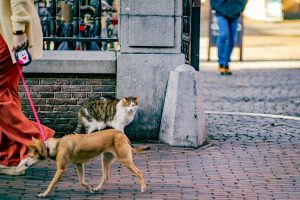 A candid street photo capturing a cat observing a passing dog on a leash, against an urban backdrop.